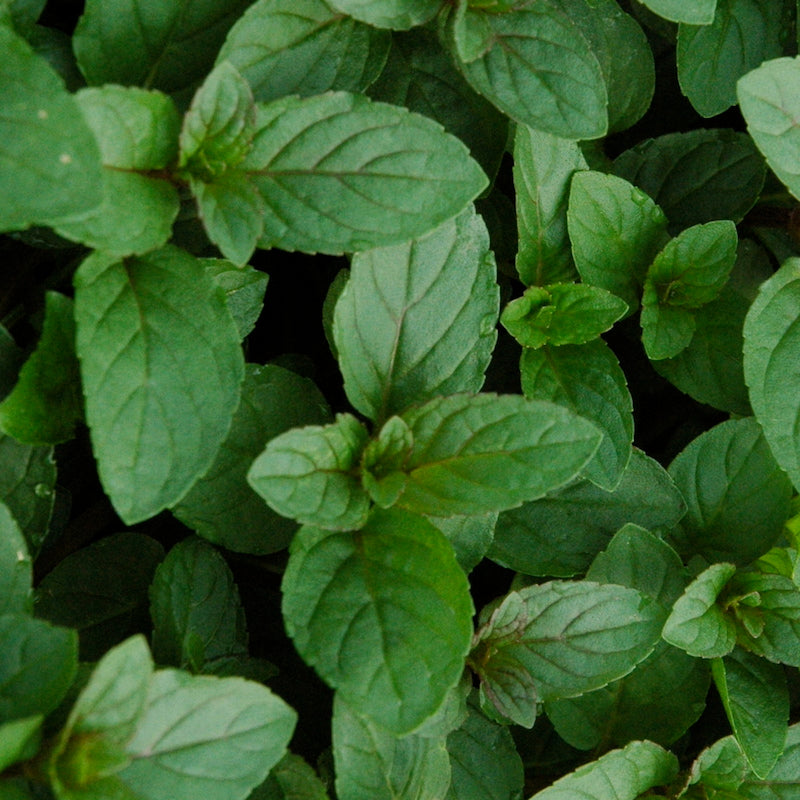 Mint 'Chocolate'