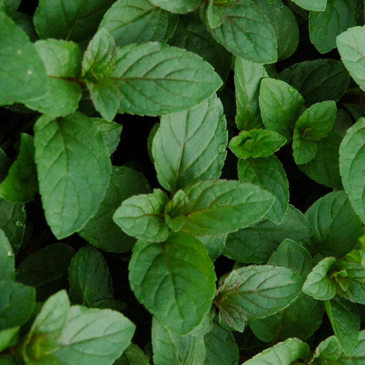 Mint 'Chocolate'