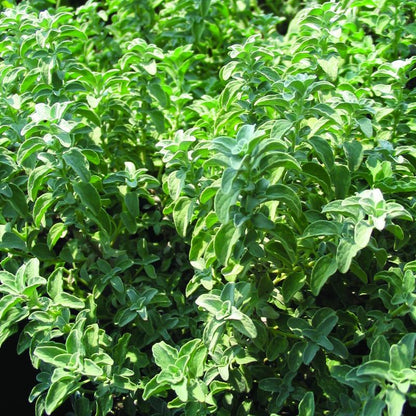 Oregano 'Greek'