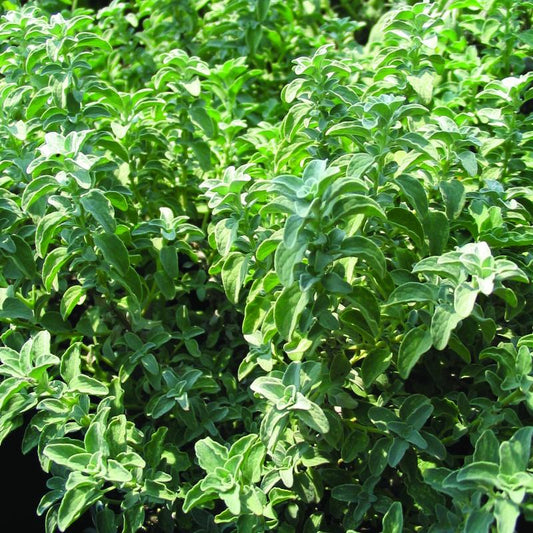 Oregano 'Greek'
