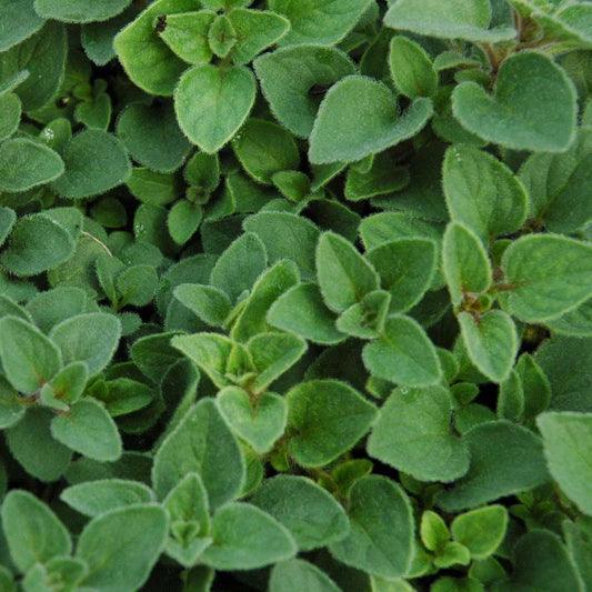 Marjoram 'Sweet'