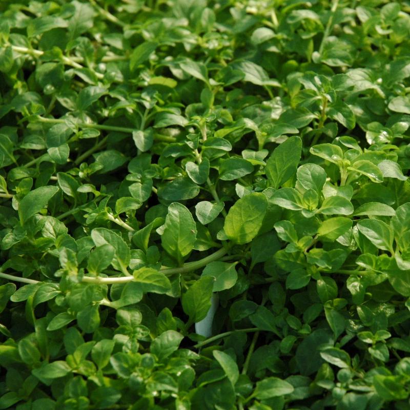 Pennyroyal