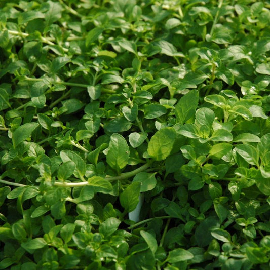 Pennyroyal