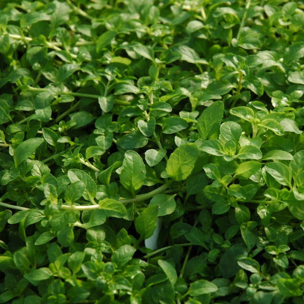 Pennyroyal Plants For Sale Mentah Pulefium
