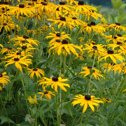 Rudbeckia 'Goldsturm'