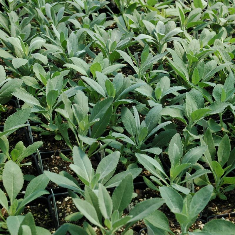 White Sage Plants For Sale | Salvia Apiana