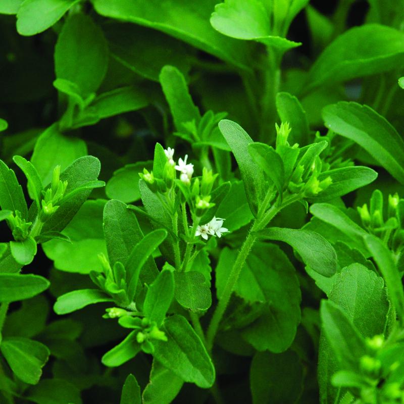 Stevia Seeds - Sweet Herb