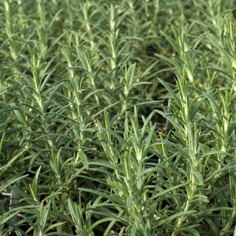 Rosemary 'Hill Hardy'
