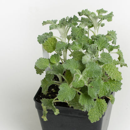 Horehound