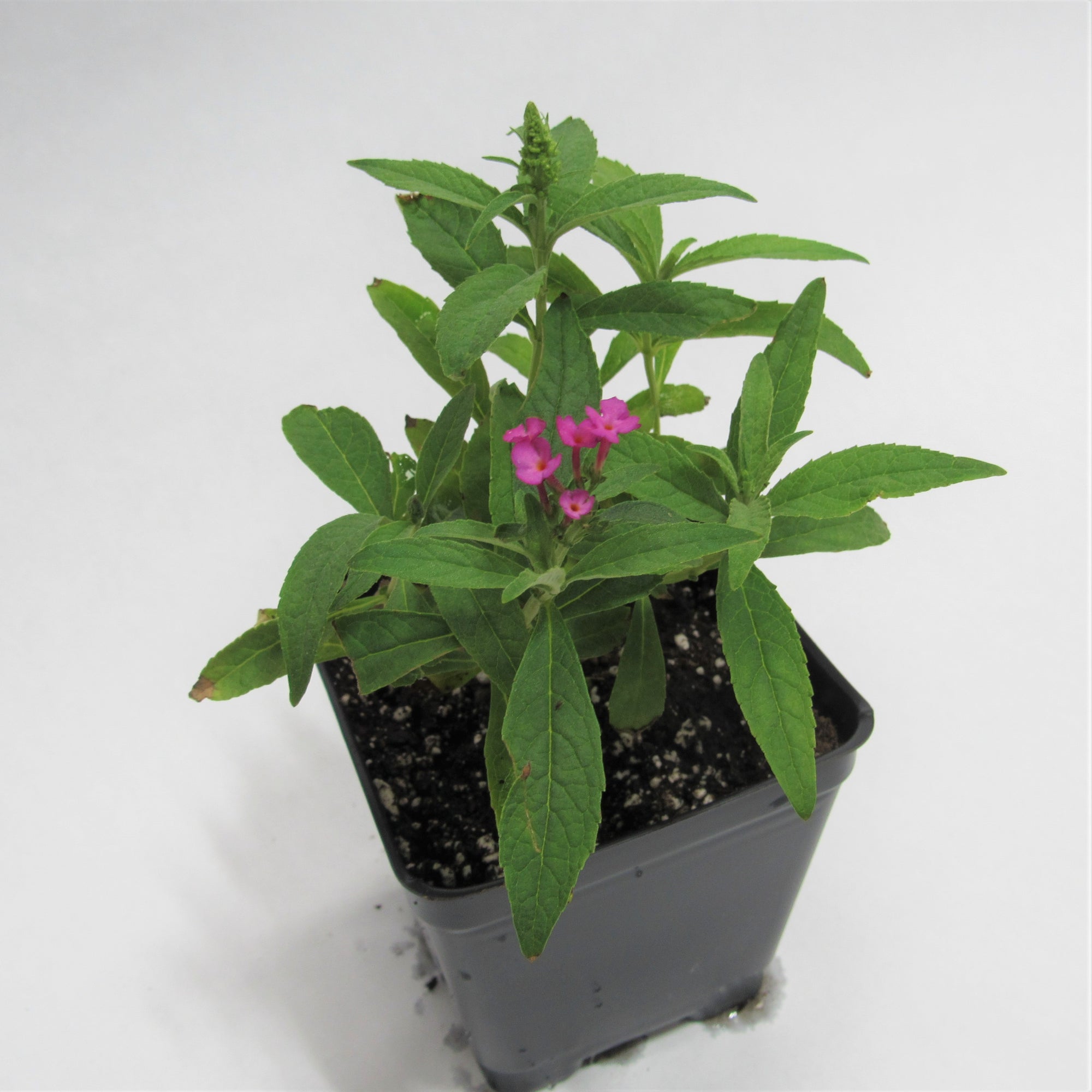 Buzz Cut Raspberry Butterfly Bush 'Buzz Hot Raspberry'