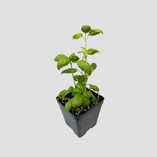 Basil 'Italian Large Leaf'