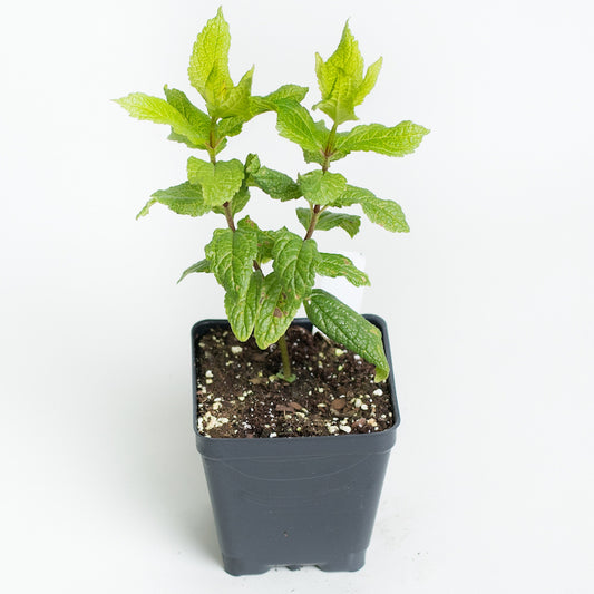 Joe Pye Weed, 'Little Joe'