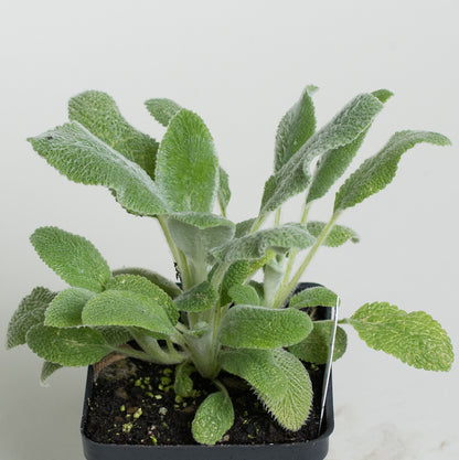 lamb's ear plant care indoor Stachys 'Lambs Ear'