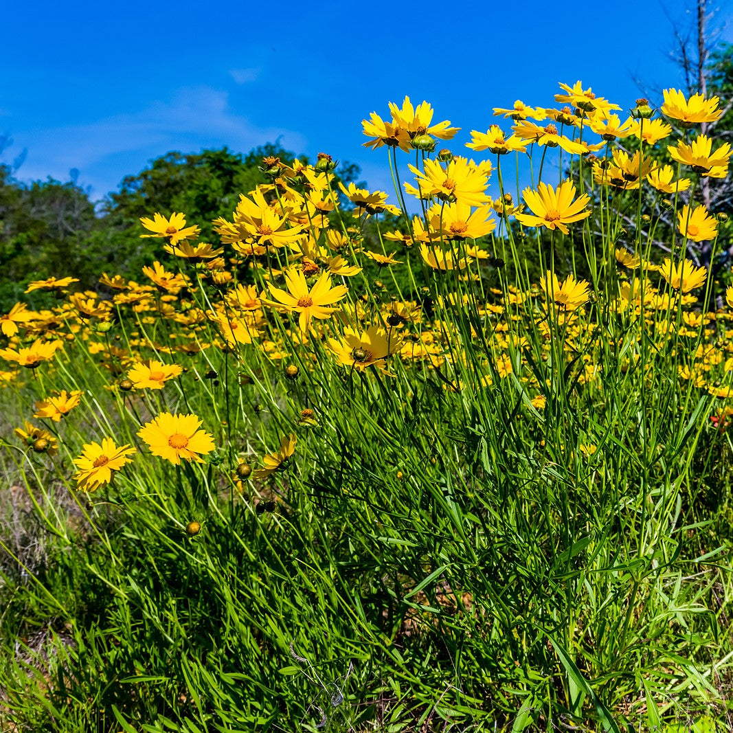 Coreopsis, Lanceleaf