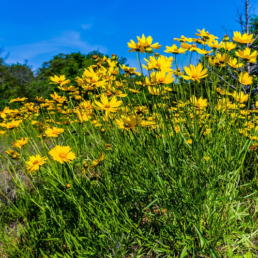 Coreopsis, Lanceleaf