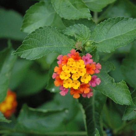 Lantana 'Confetti'