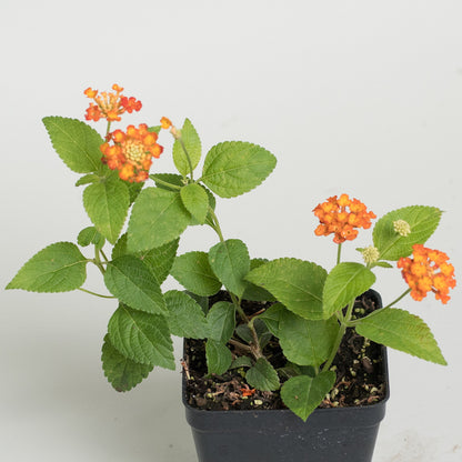 Lantana 'Dallas Red'