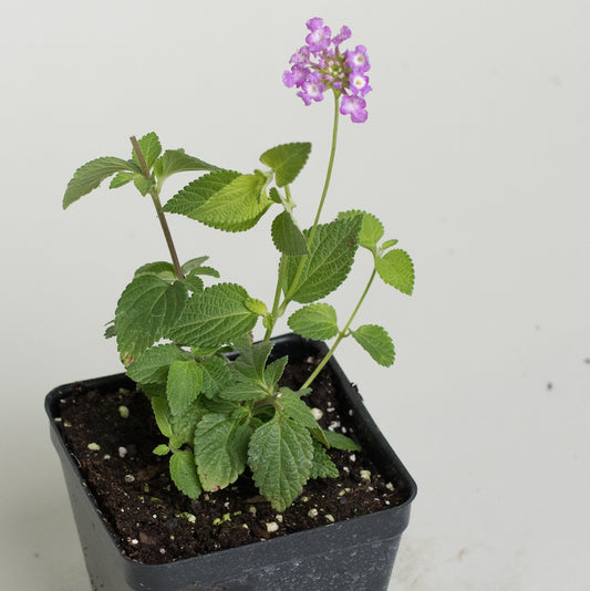 Lantana 'Trailing Lavender'