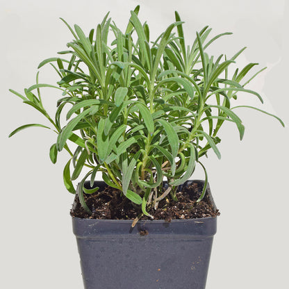 tallest lavender plant Lavender 'Grosso'