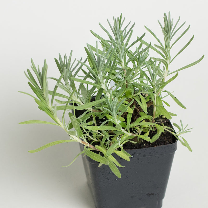 Lavender Plants For Sale Where to Buy Lavender Plants The Growers Exchange