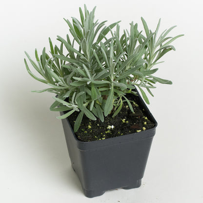 Lavender 'Munstead'