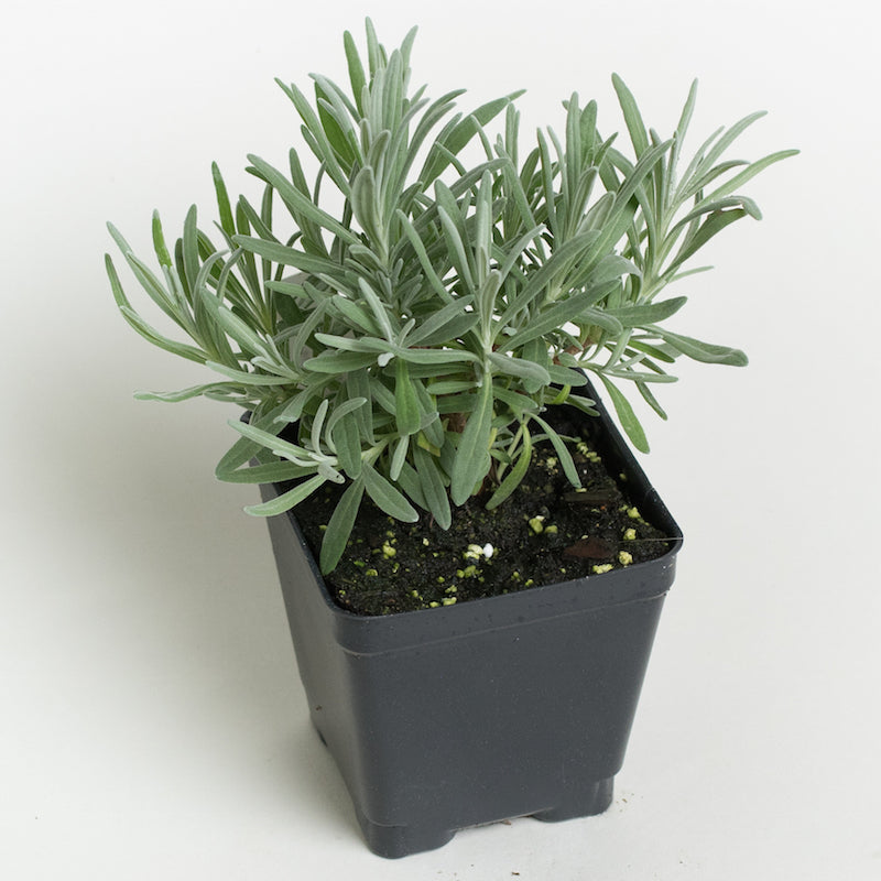 potted lavender plant