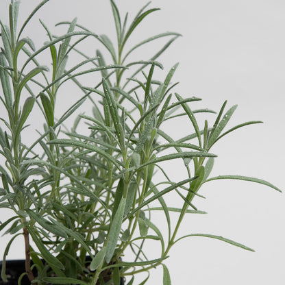 where can i buy lavender plants online Phenomenal Lavender Plants For Sale