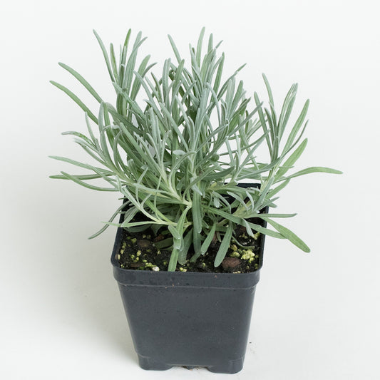 Lavender 'Provence'