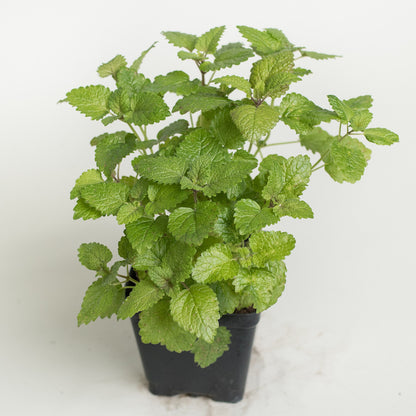 lemon balm hanging plant Lemon Balm Herb Plants for Sale | Melissa Officinalis