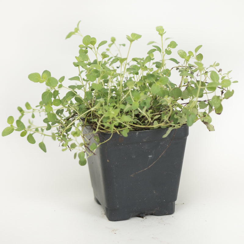 Marjoram 'Sweet'