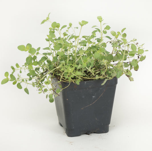 Marjoram 'Sweet'