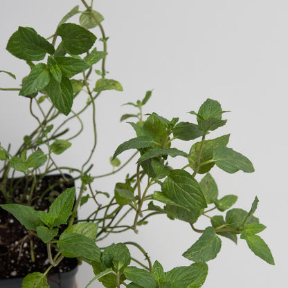 peppermint hanging plant Mint 'Peppermint'