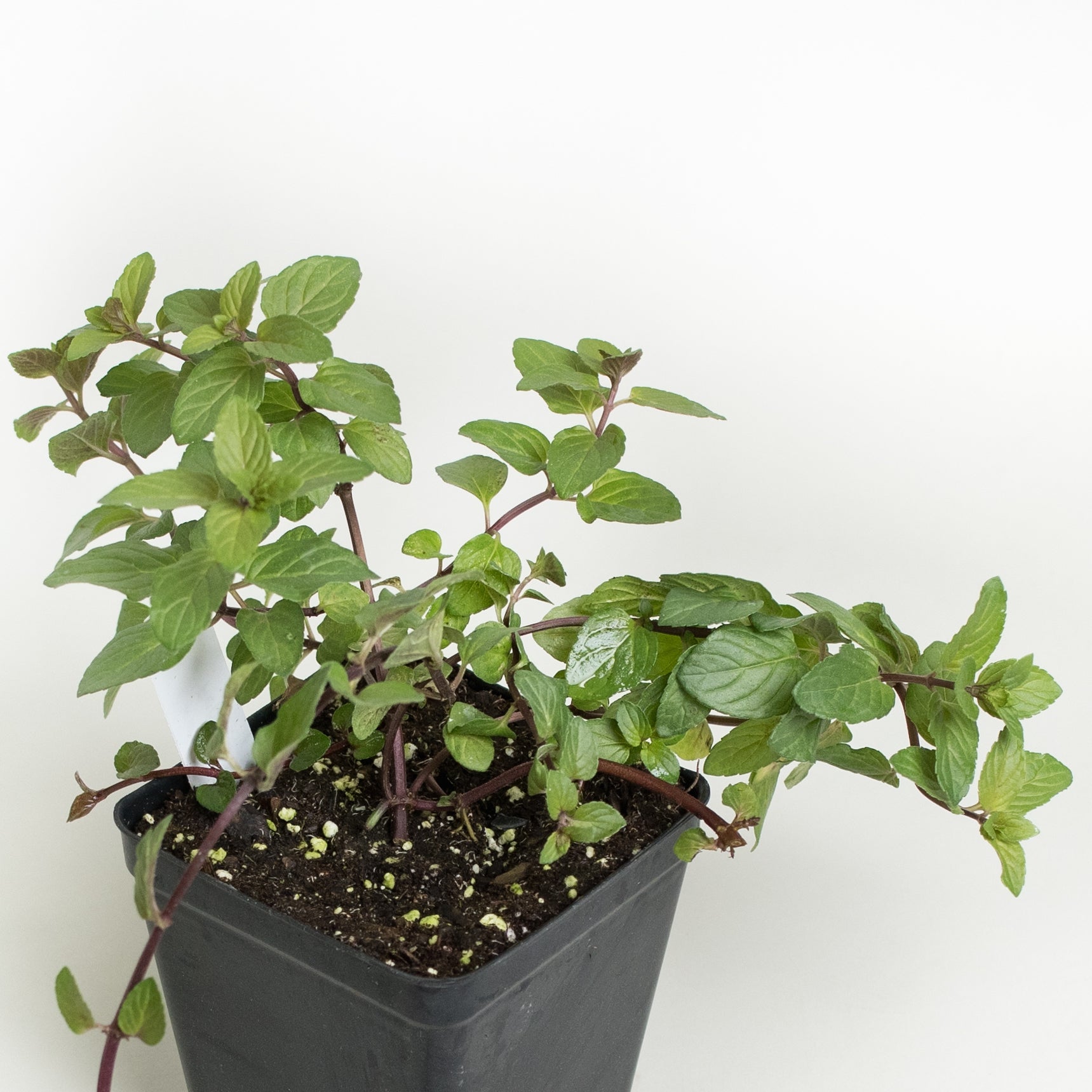 potting soil for mint plants Mint 'Chocolate'