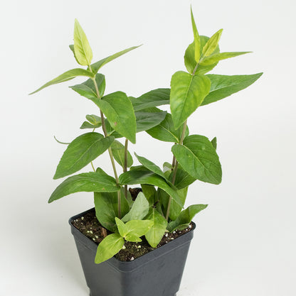Mint 'Mountain'