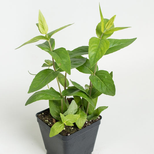 Mint 'Mountain'
