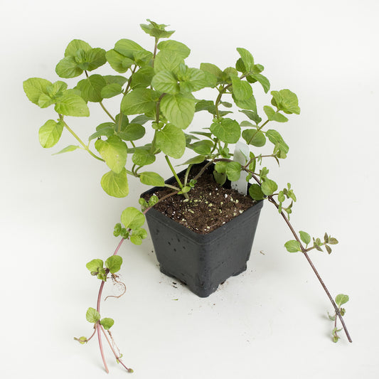 Mint 'Orange'