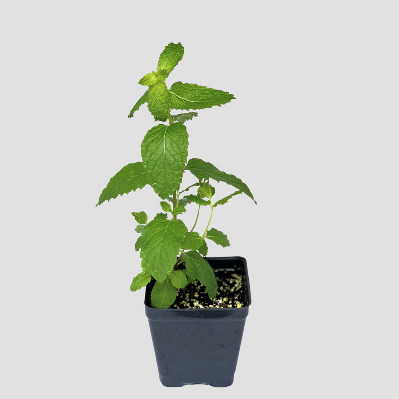 Mojito Mint Plants For Sale Mentha X Villosa The Growers Exchange
