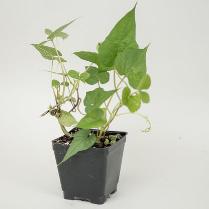 can you plant moonflowers in a pot Moonflower