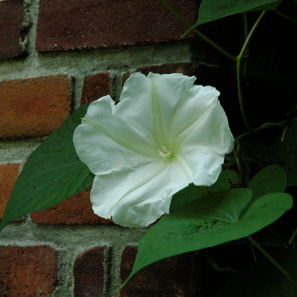 Moonflower Plants For Sale Ipomosa Alba Moon Vines Nocturnal Bloomer