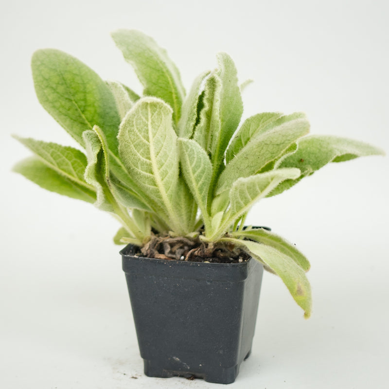 Mullein