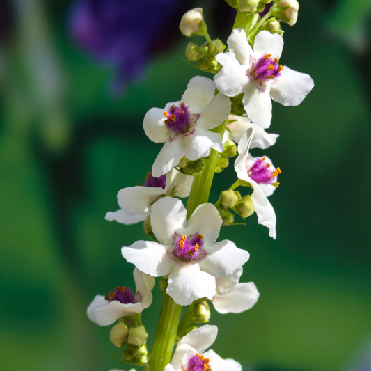Mullein, Phoenician