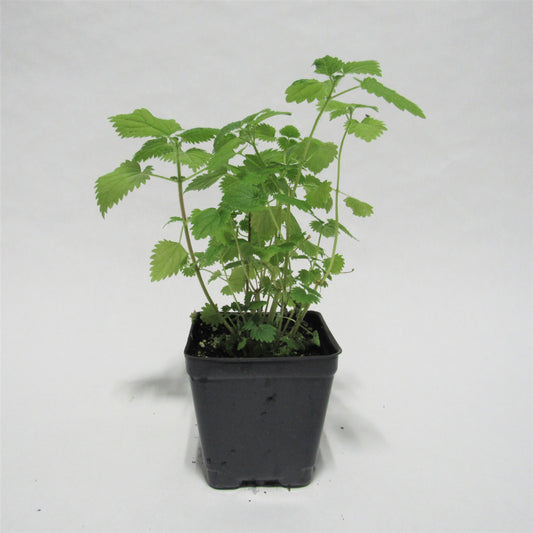 Nettle