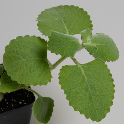 mexican mint indoor plant Cuban Oregano Plants For Sale | Plectranthus amboinicus