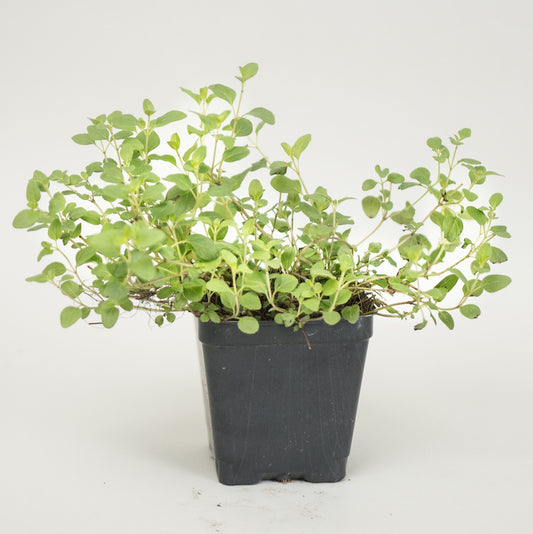 Oregano 'Greek'