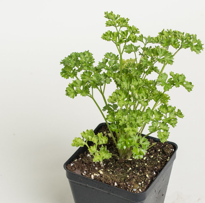 Curled parsley plant (think there, your plants, Curled Parsley Plant) Curled parsley plant
