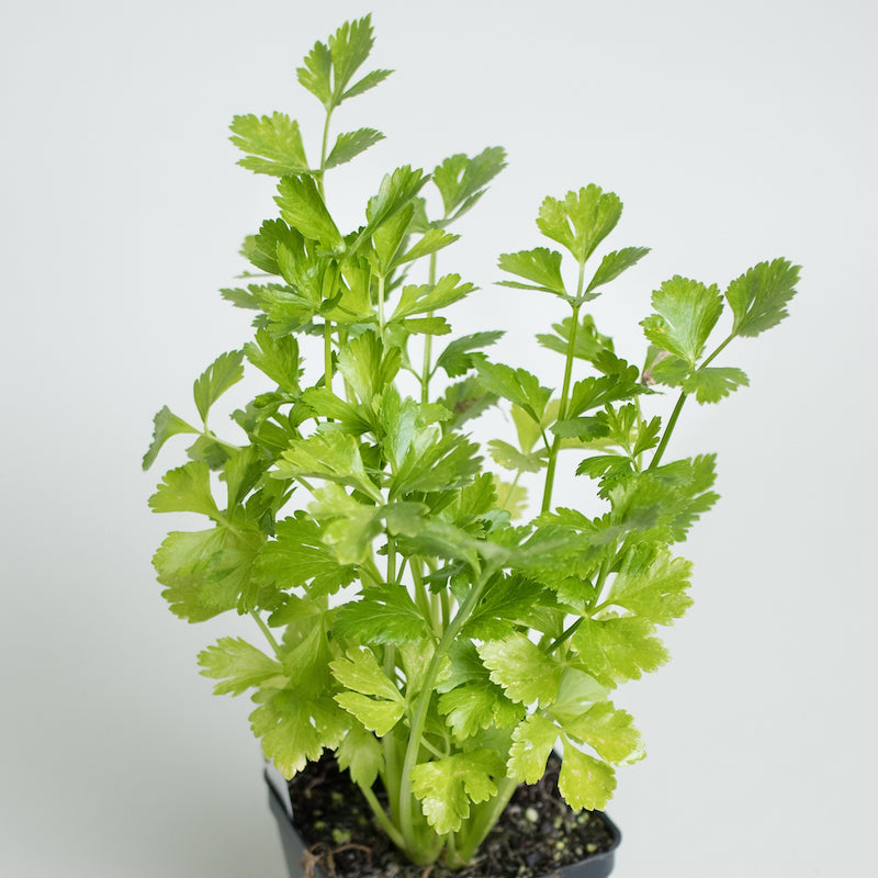 Italian parsley care (Italian parsley, second year) Italian parsley care