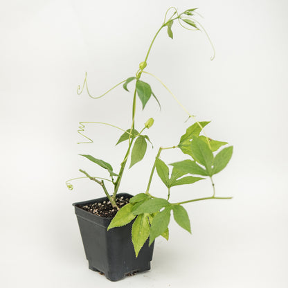 planting passion flower in a pot Passion Flower Plants For Sale