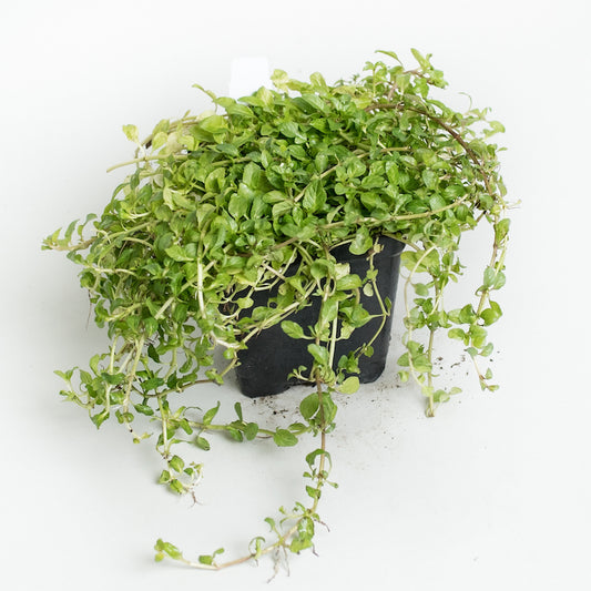 Pennyroyal