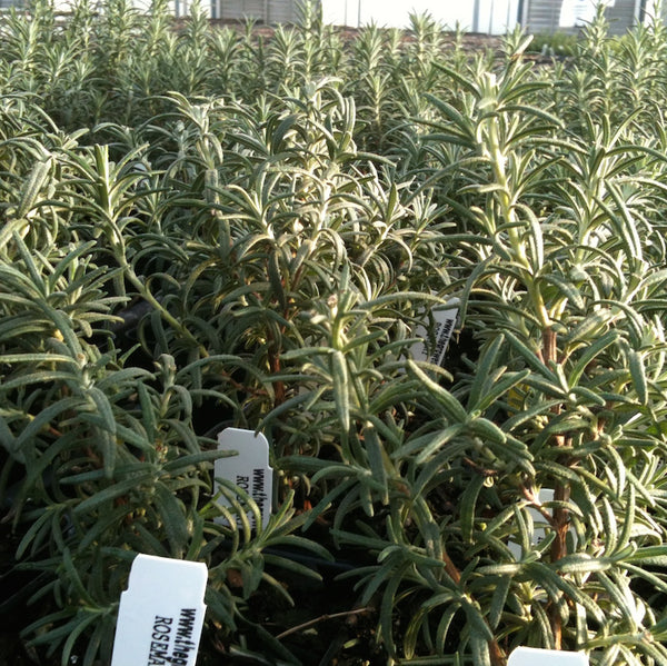 Rosemary Arp Plants For Sale Rosmarinus Officinalis The Growers