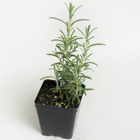 Rosemary 'Hill Hardy'